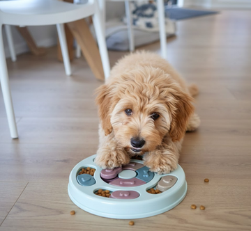 🧠 Why Puzzle Toys Are Great For Your Dog's Brain