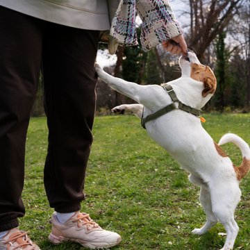 🐾 Keeping Your Dog Safe and Comfortable