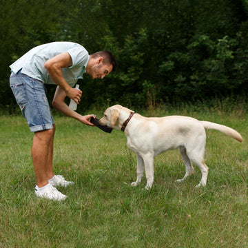 🐶 Caring for Your Dog the Right Way