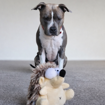 American Staffy playing with hedgehog dancing toy on carpet sold by thinkypets