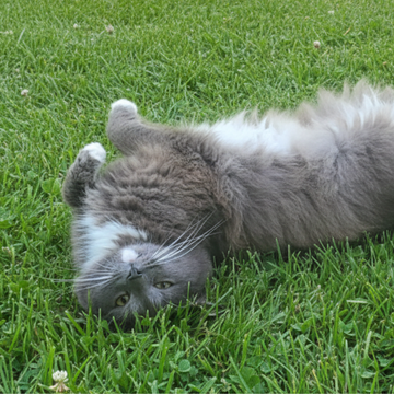 cute grey and white cat on grass for the thinkypets cat corner collection