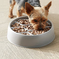 Pet food in a modern, divided bowl on a wooden floor with a Yorkshire Terrier eating from the bowl sold by thinkypets.