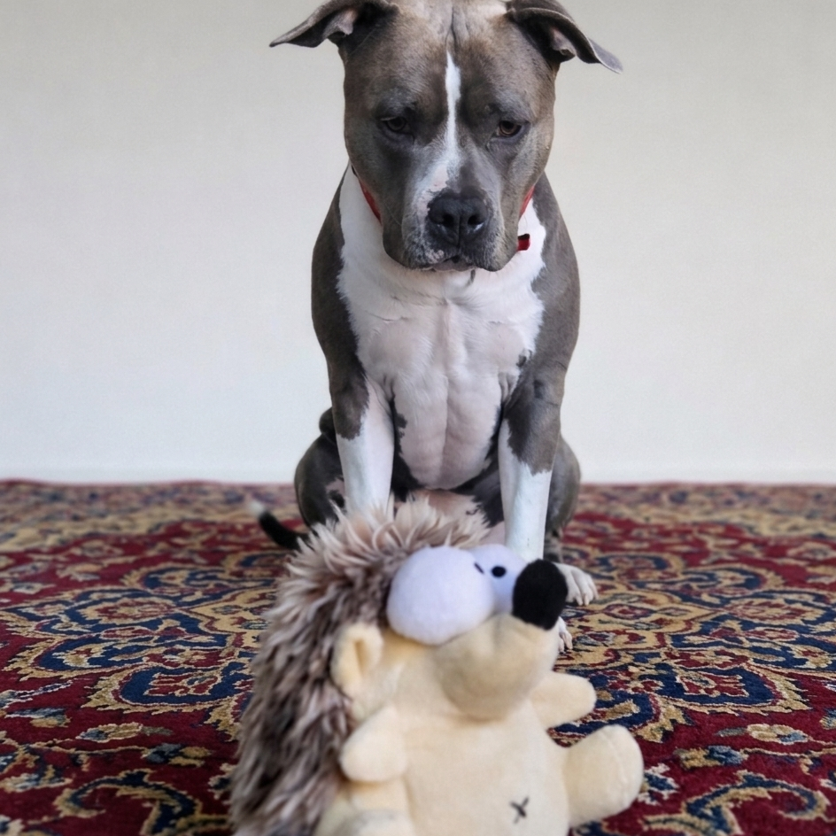 Dog sitting on a patterned rug with a toy hedgehog in front