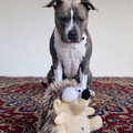 Dog sitting on a patterned rug with a toy hedgehog in front