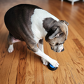 Dog playing with a blue ball on a wooden floor