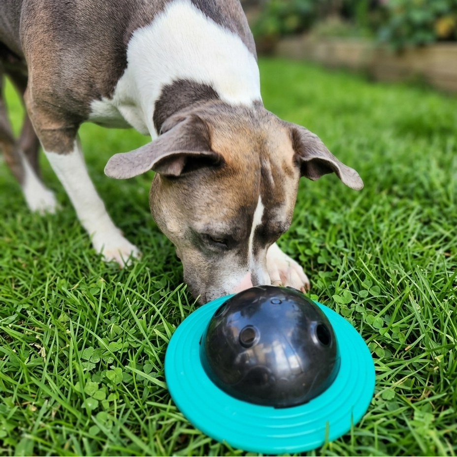 Dog playing with a black and teal ball on grass