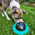Dog playing with a black and teal ball on grass
