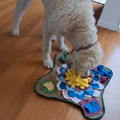 Dog interacting with a colorful mat on a wooden floor sold by ThinkyPets