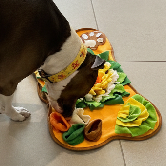 American staffy interacting with a colorful toy on a tiled floor sold on thinky pets