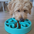Dog eating from a blue slow feeder bowl on a wooden floor sold by thinkpets nz