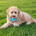 Dog lying on grass with a blue ball in its mouth