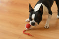 Dog playing with a red ball toy on a wooden floor, with text about the product's features from shop ThinkyPets