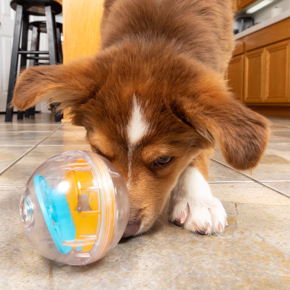Dog playing with a transparent ball toy on a kitchen floor from ThinkyPets online store